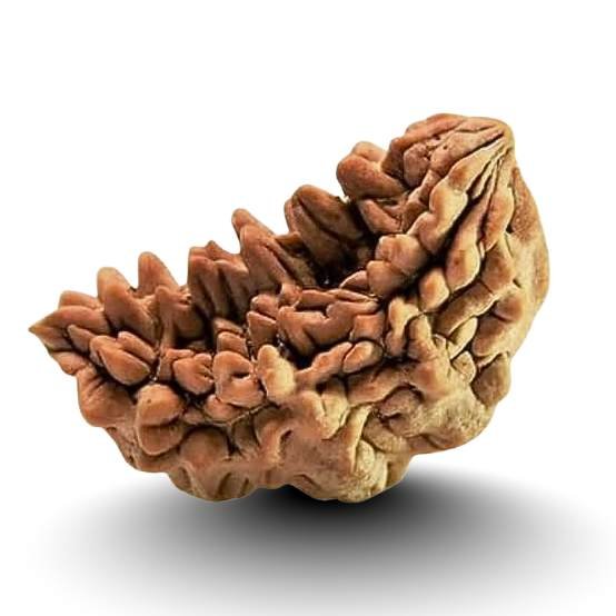 1 Mukhi