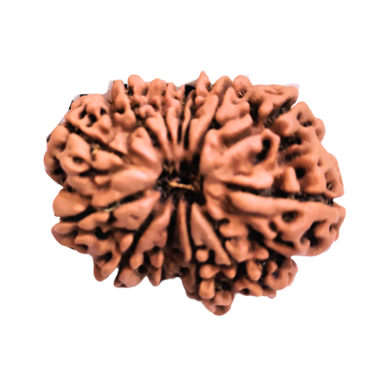 13 Mukhi Nepali Rudraksha