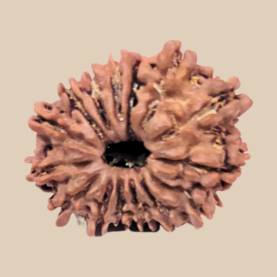 16 Mukhi Nepali Rudraksha