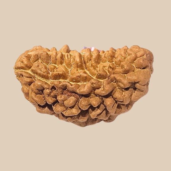 1 Mukhi Rudraksha