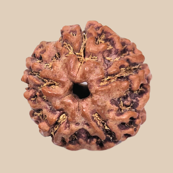 5 Mukhi Nepali Rudraksha