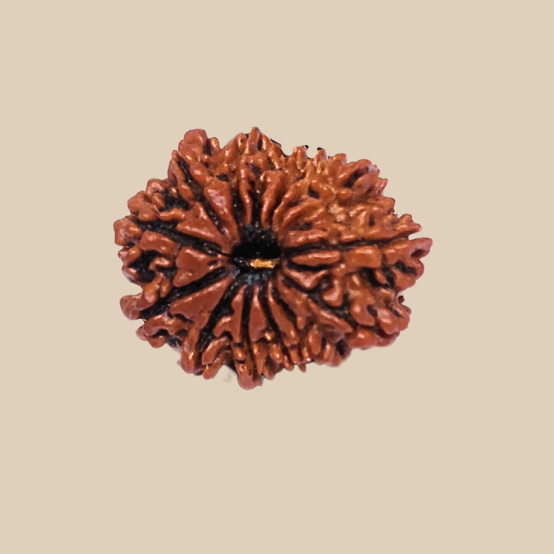 14 Mukhi Nepali Rudraksha