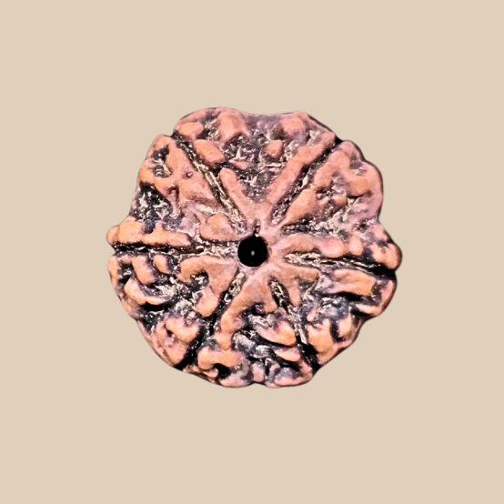 6 Mukhi Nepali Rudraksha