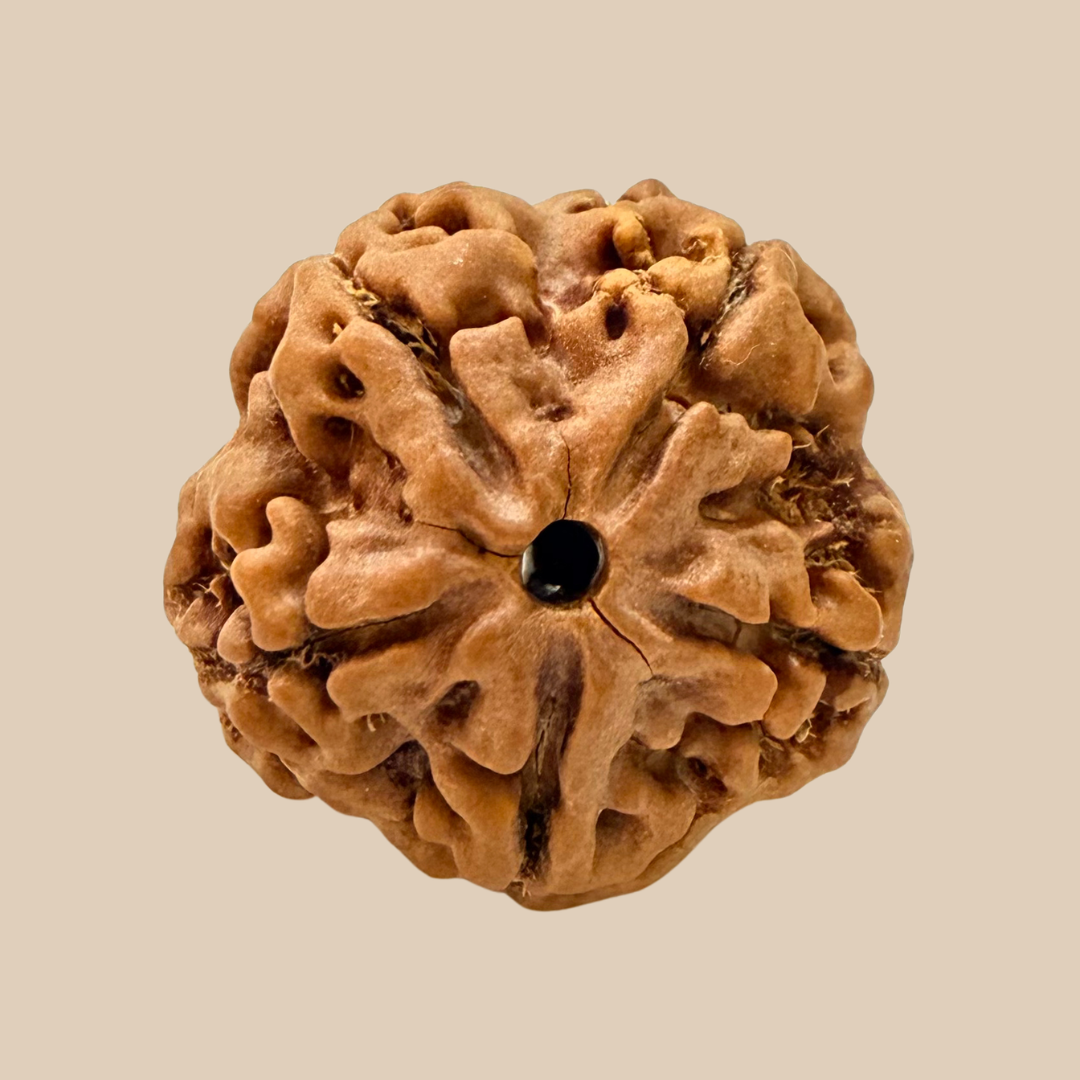 5 Mukhi Nepali Rudraksha