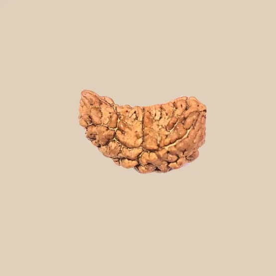1 Mukhi Rudraksha