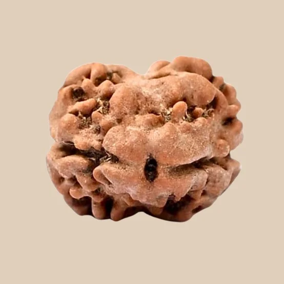 2 Mukhi Nepali Rudraksha