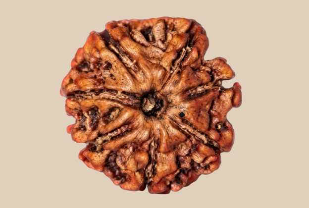 7 Mukhi Nepali Rudraksha