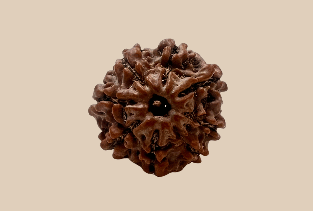 8 Mukhi Nepali Rudraksha