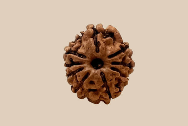 9 Mukhi Nepali Rudraksha
