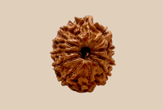 11 Mukhi Nepali Rudraksha