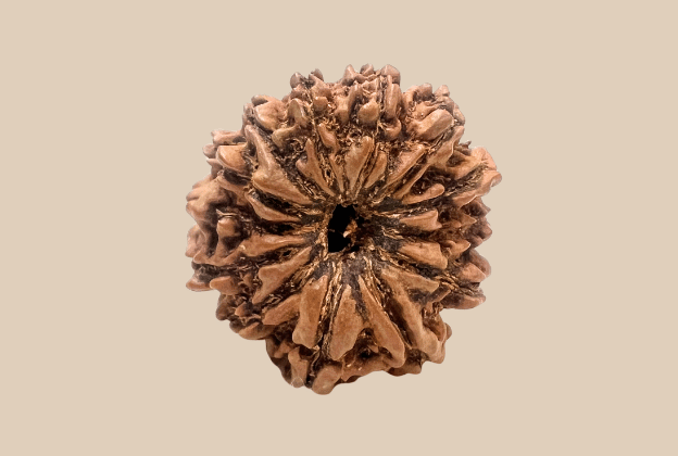 13 Mukhi Nepali Rudraksha