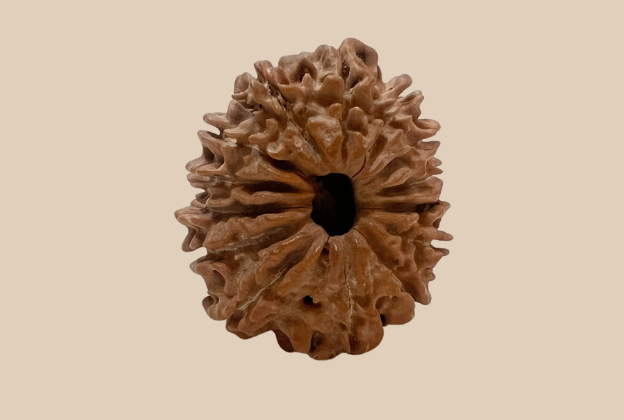 14 Mukhi Nepali Rudraksha