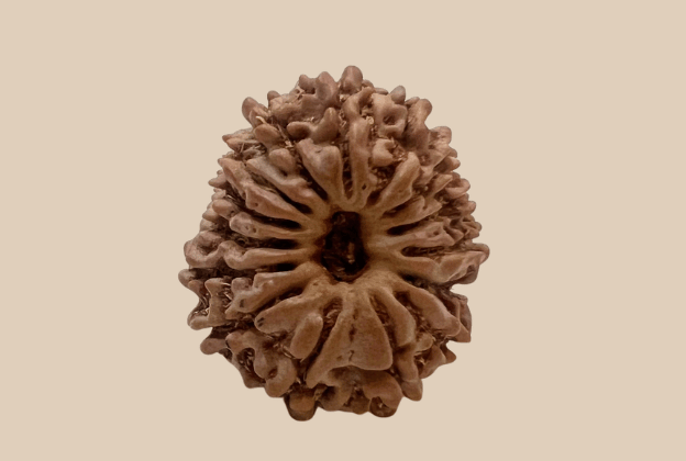 15 Mukhi Nepali Rudraksha