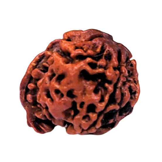 5 Mukhi Nepali Ganesh Rudraksha